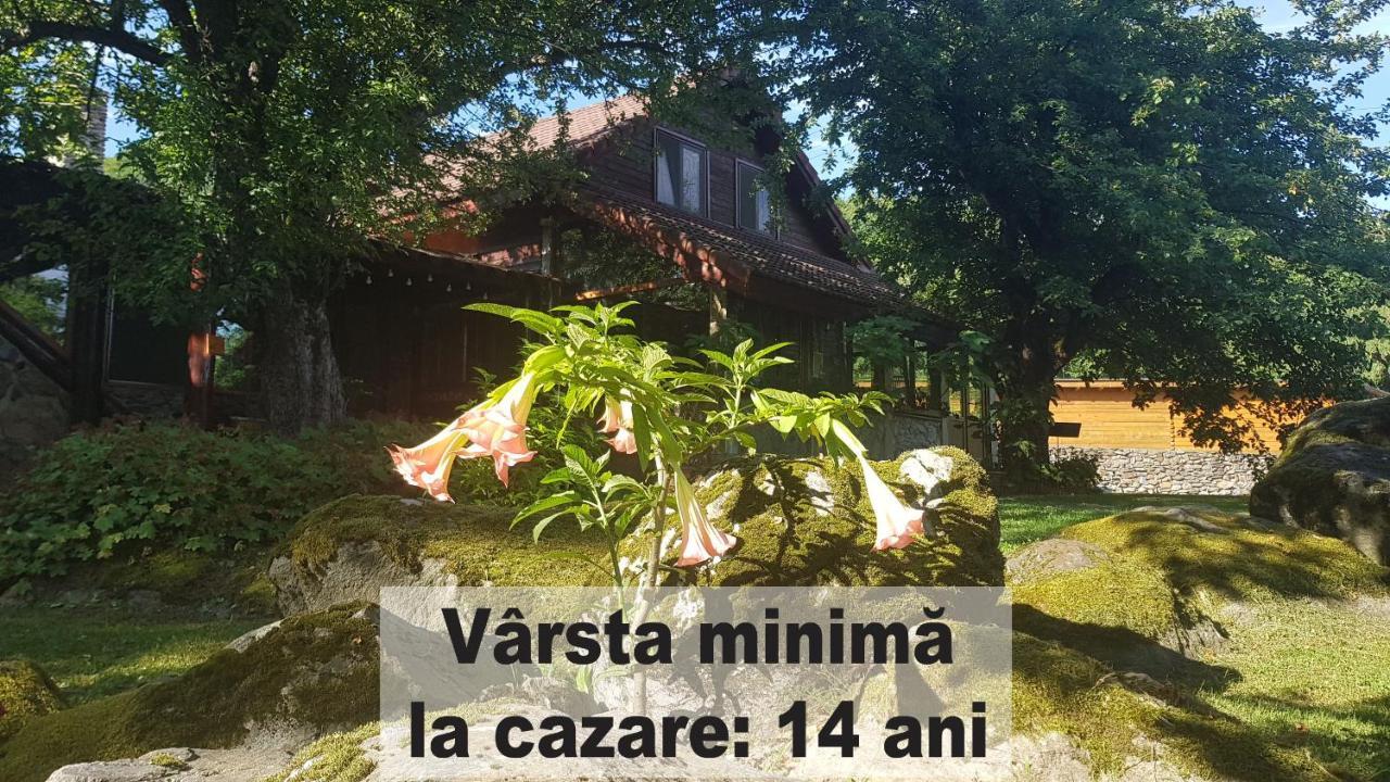 VistisoaraCasa Bunicului别墅 外观 照片