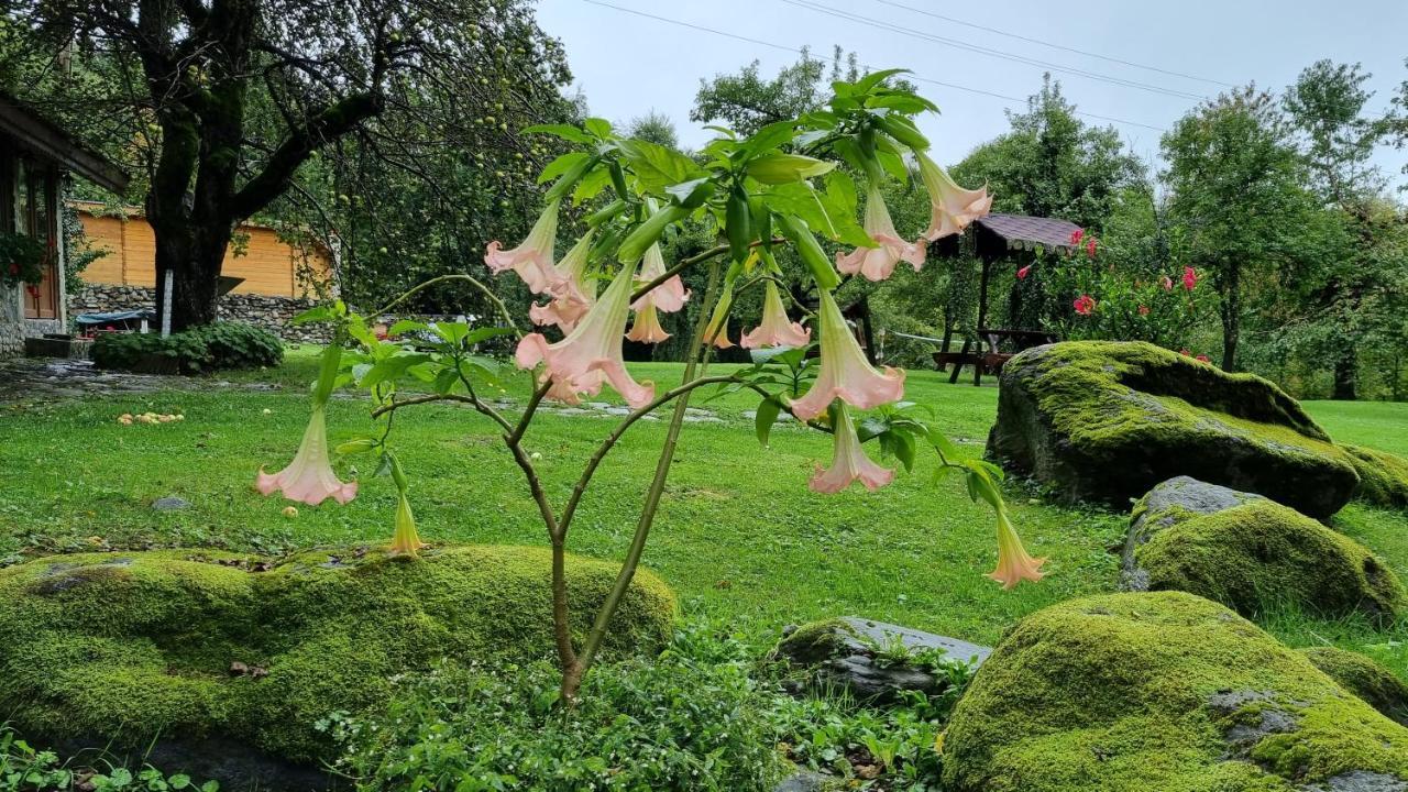 VistisoaraCasa Bunicului别墅 外观 照片